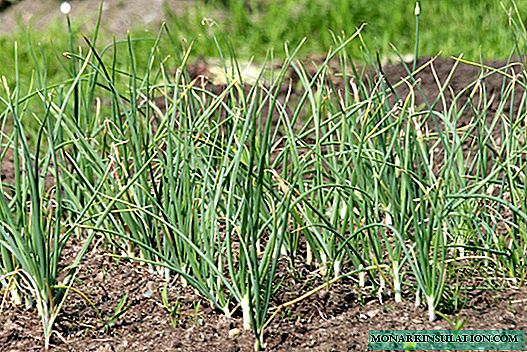 After what crops to plant garlic in the winter?