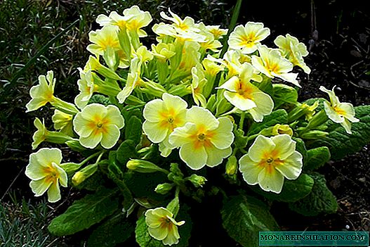 Primrose from seeds at home