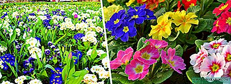 Primrose: descripción, plantación y cuidado