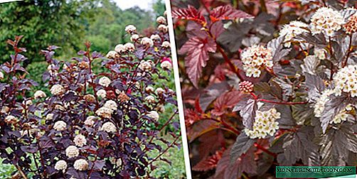 Bubble Red Baron: Planting and Care