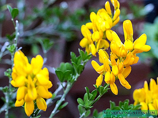 Broom: about all types and grades, as well as planting and care