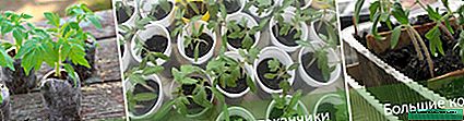Seedlings of tomatoes without picking