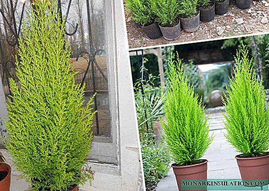 Thuja propagation by cuttings and seeds in a pot and care