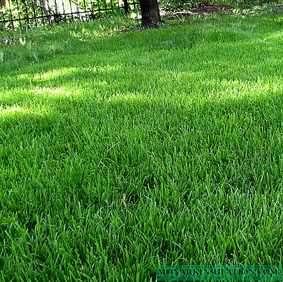 Varieties of fescue for a lawn, description and photo