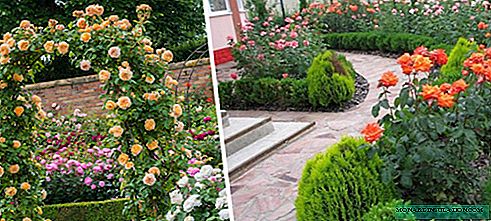 Roses dans le jardin: aménagement paysager du site
