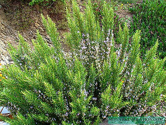 Rosemary: tips for growing at home, useful properties