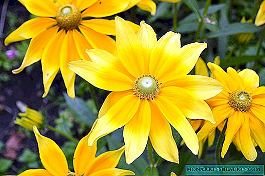 Annual and perennial rudbeckia: planting and care