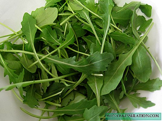 Arugula: growing and care