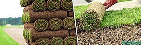 Rolled lawn: application, laying step by step, prices
