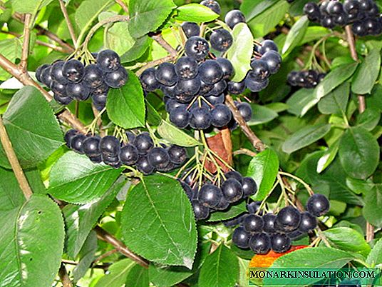 Chokeberry or chokeberry: care and landing