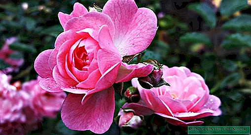 Garden roses: types and varieties, planting and care