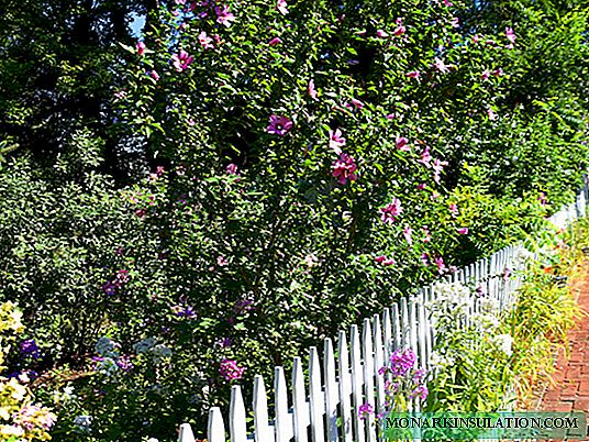 Garden Hibiscus: Bakım Özellikleri