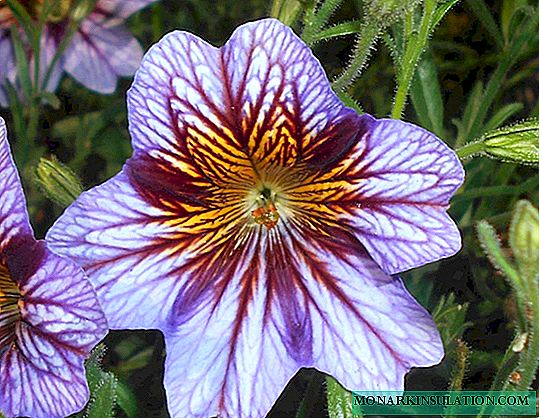 Salpiglossis: types and care of the plant