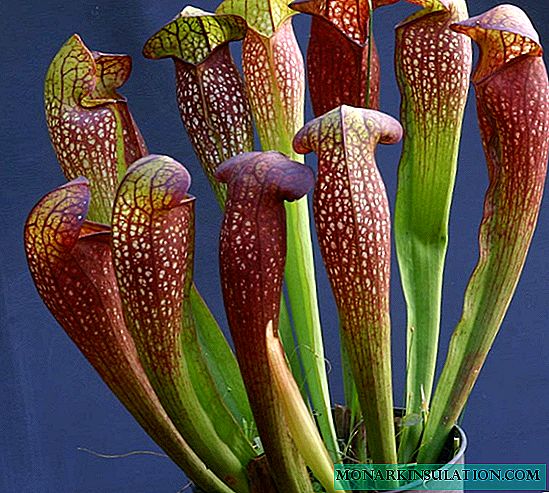 Sarracenia: description of a carnivorous plant and its care