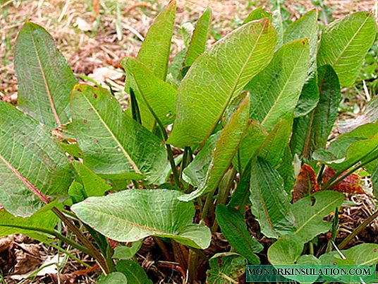Sorrel: planting and care in the open ground