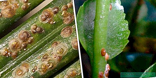 Skala an Zimmerpflanzen: Schädlingsbekämpfungsmethoden