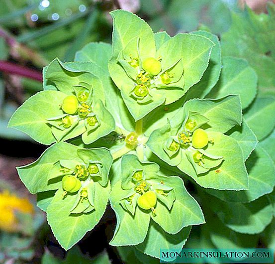 Sinadenium oder Euphorbia: Beschreibung, Arten, Pflege und Probleme beim Wachsen