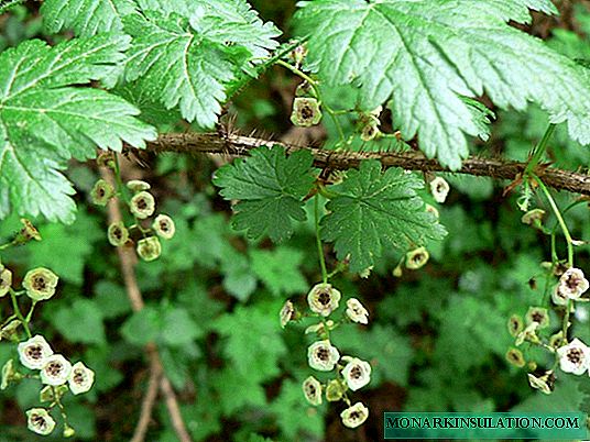 Currants: varieties, planting, reproduction, care