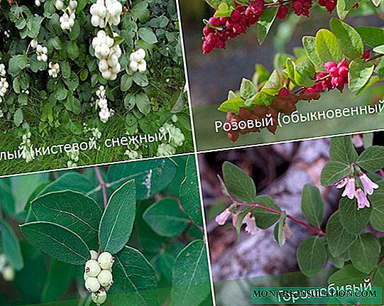 Snowberry: growing and caring
