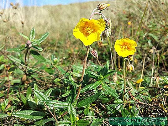 Zonnebloem of heliantemum: beschrijving, planten, verzorging