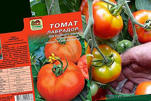 Variety of tomato Labrador: description and photo