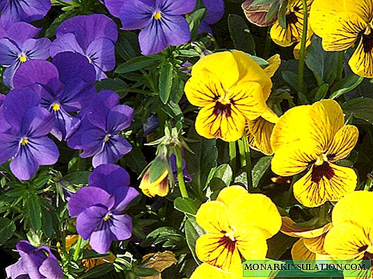 Varietas violet dengan nama dan foto