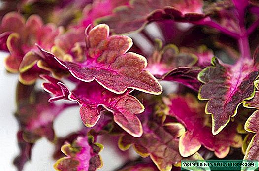 Variétés de Coleus: catalogue avec photo