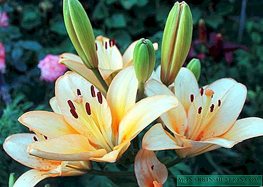 Lily varieties with photos and names