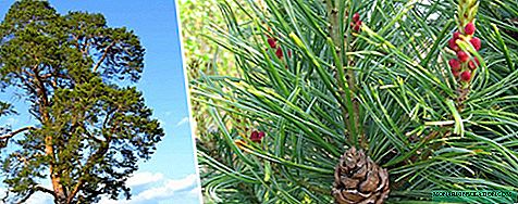 Pine: egenskaber, typer, plantning og pleje