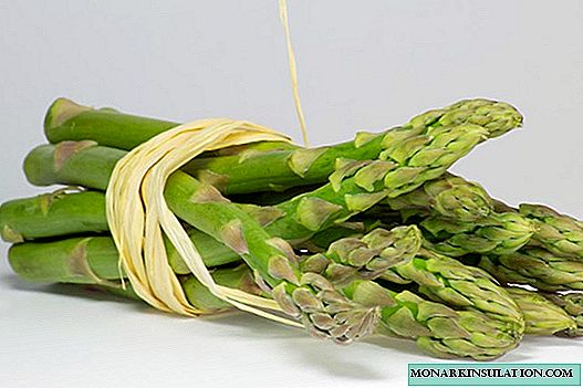 Asparagus and its cultivation in the garden