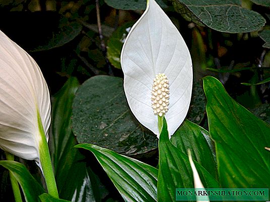 Spathiphyllum: description, nuances de plantation et d'entretien