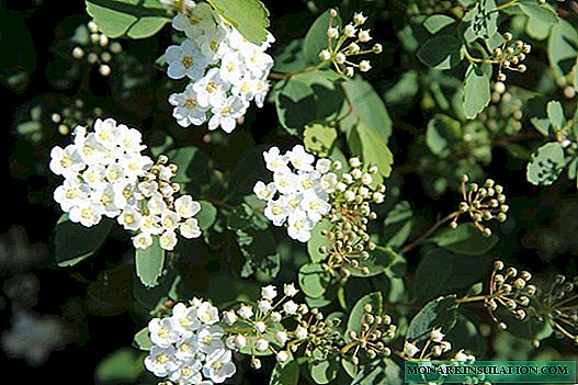 Spirea: features of care and cultivation