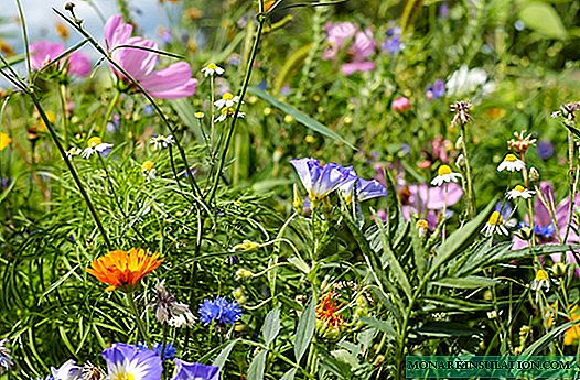 Lista de flores do campo (prado) com fotos, nomes e descrição