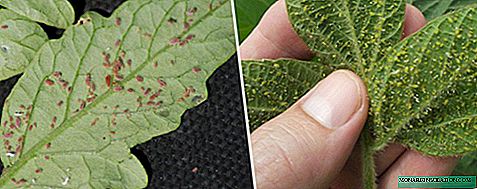 Ways to deal with thrips on tomatoes
