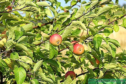 Apple tree life