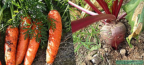Dates of harvesting, trimming carrots and beets for storage