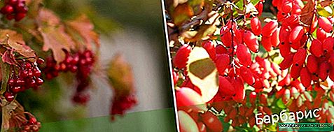Arbustos tolerantes a la sombra: especies, plantación y cuidado