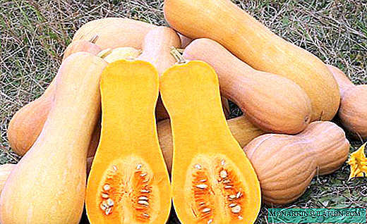 Citrouille d'ananas: description, plantation, soins