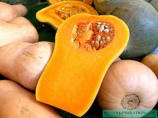 Pumpkin butternut: mô tả, chăm sóc và trồng trọt