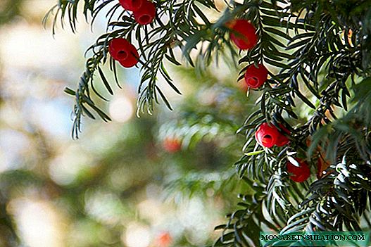 Yew: description, photo, all about the tree and its cultivation