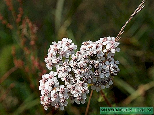 Yarrow: a description of how to collect and store