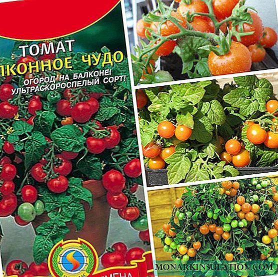 Tomatenbalkon Wunder: Beschreibung, Pflanzen, Pflege