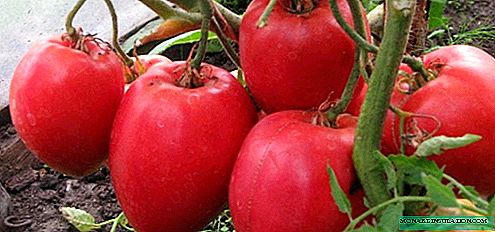 Tomato Big Mommy: beschrijving, planten, verzorging
