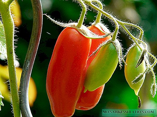 Pomidorowy mężczyzna: opis odmiany, sadzenie, pielęgnacja