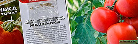 Tomaatti Mashenka: lajikkeen kuvaus, istutus, hoito