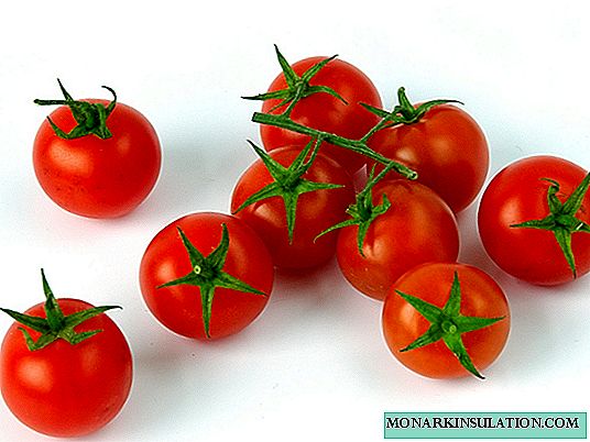 Tomate Pinocchio: description de la variété, plantation et entretien
