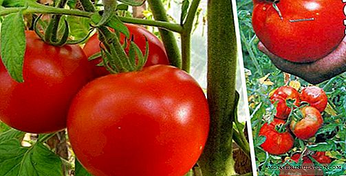 Tomate Snowdrop: características de variedad, análisis comparativo, cultivo
