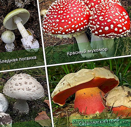 TOP poisonous mushrooms in the table