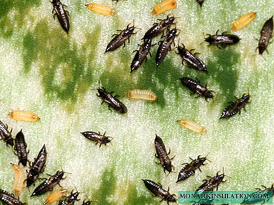 Thrips on indoor plants: tips for fighting