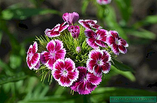 Turkish carnation: all about planting and care